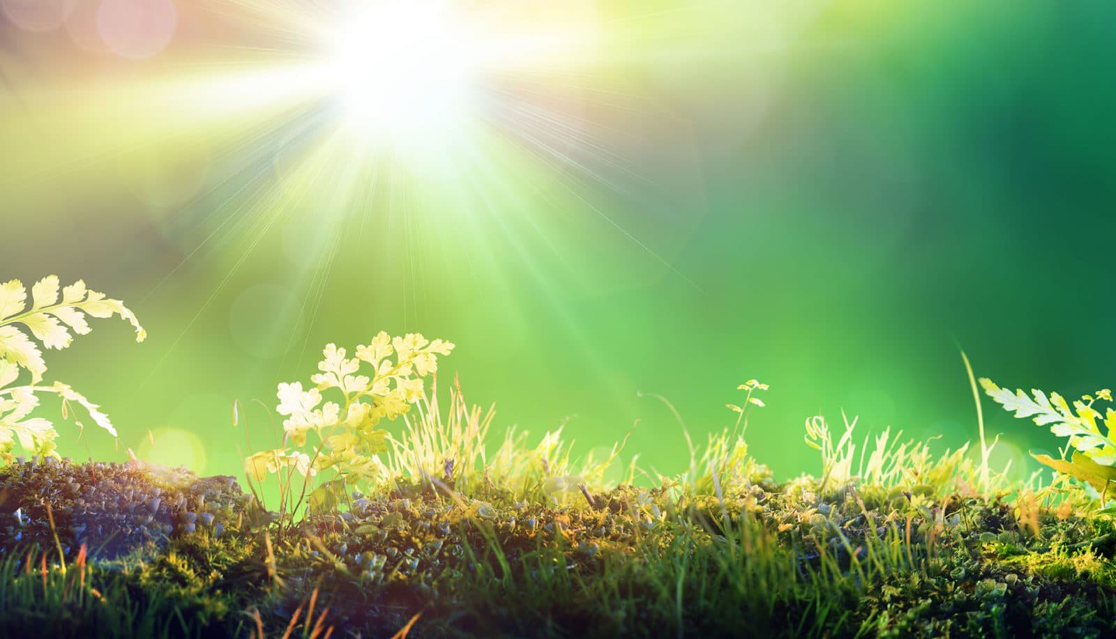 ecologisch verantwoord ondernemen duurzaam goed voor milieu ecologisch verantwoord ondernemen duurzaam goed voor milieu